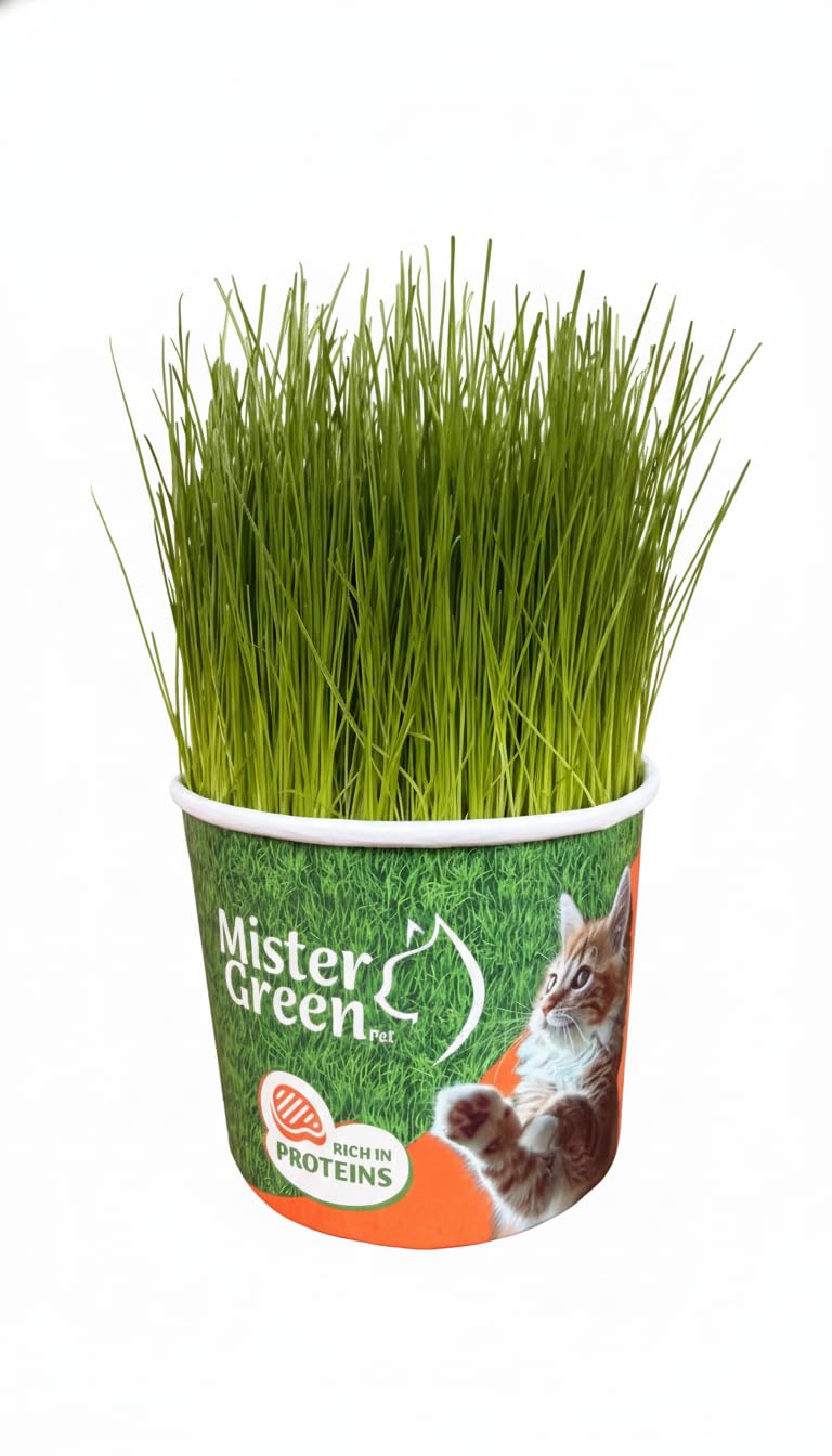 Cat Grass Grow Kit R89583