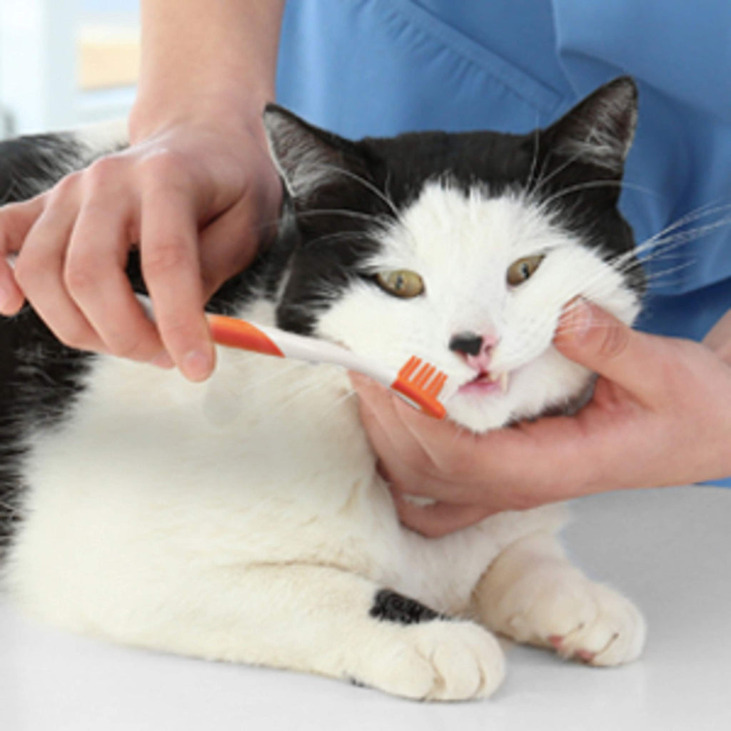 Advanced Oral Care Cat Dental Kit 3 Count O3889