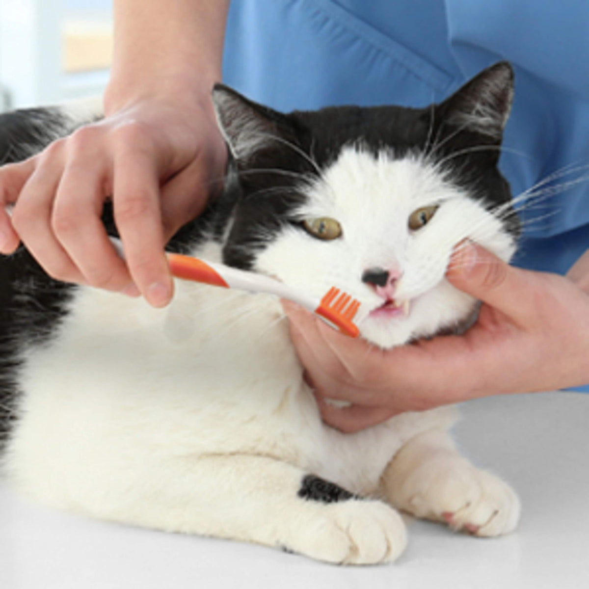 Advanced Oral Care Cat Dental Kit 3 Count O3889