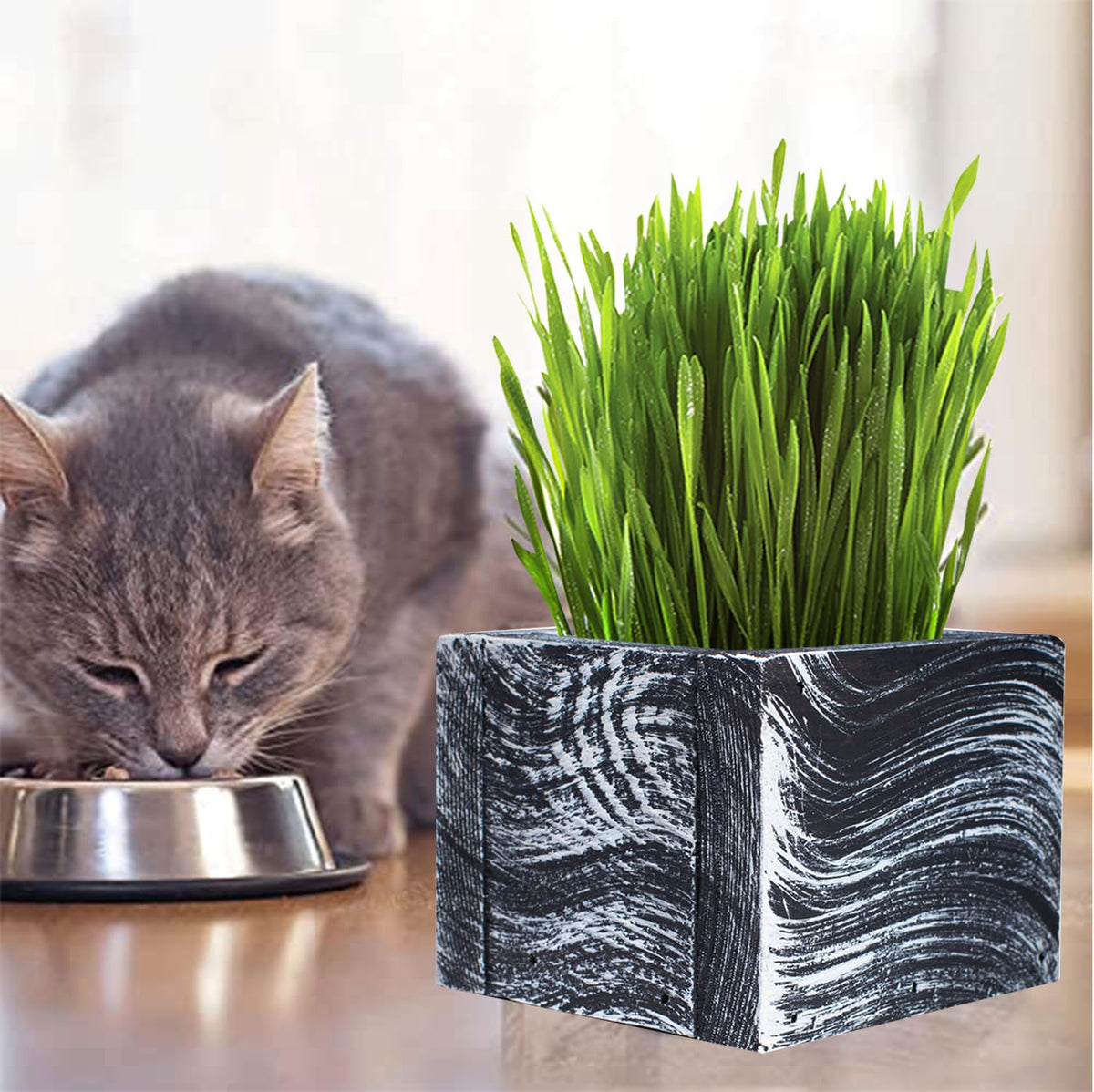 Organic Cat Grass Kit with Planter, Seeds and Soil S166