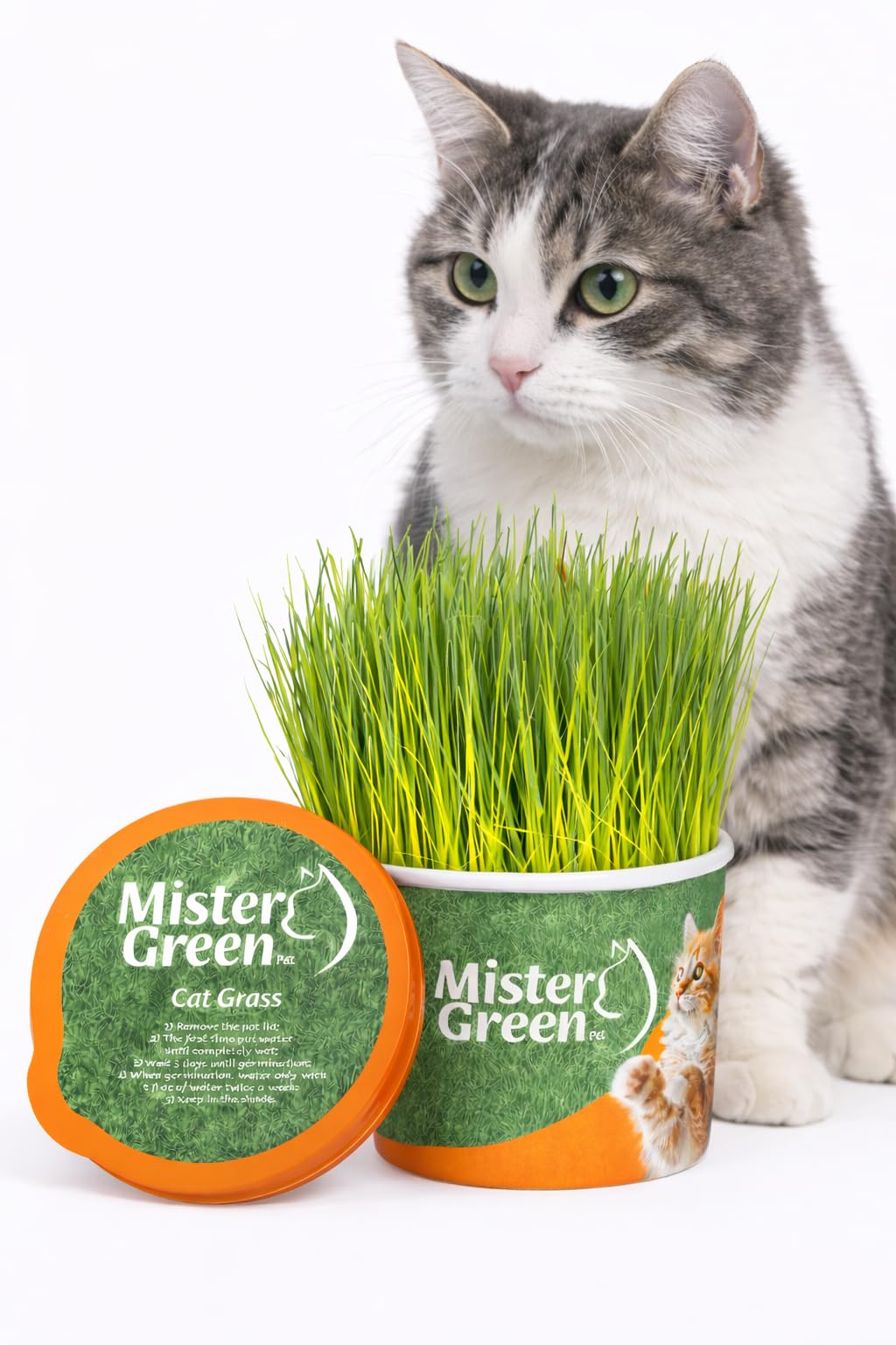 Cat Grass Grow Kit R89583