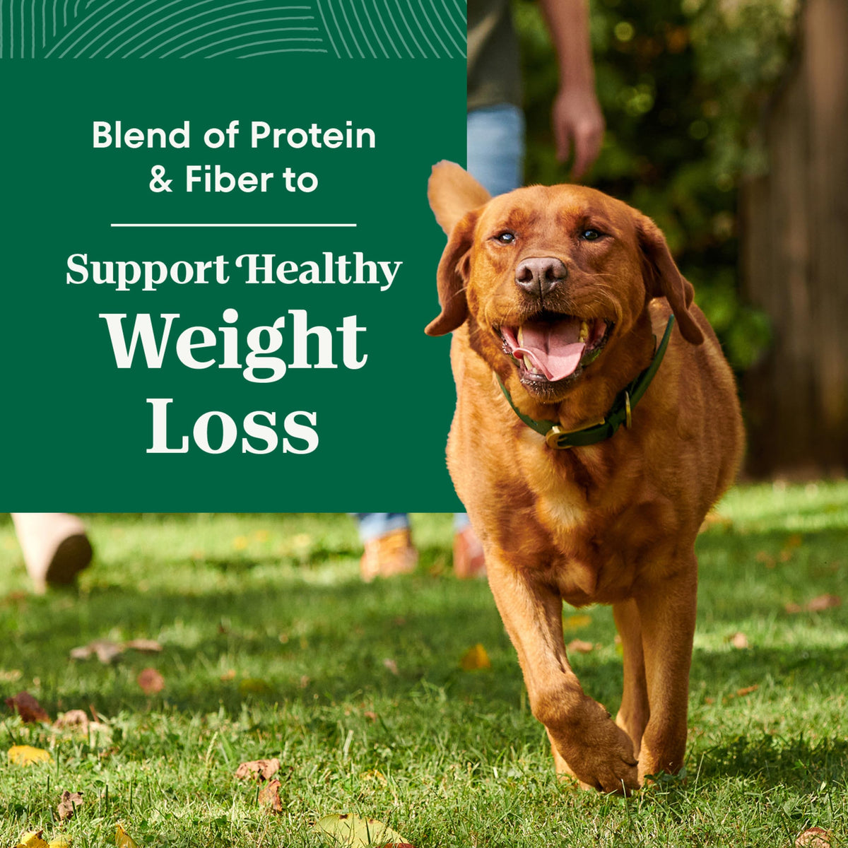 Healthy Weight Chicken & Rice Dry Dog Food 30 lb P730839