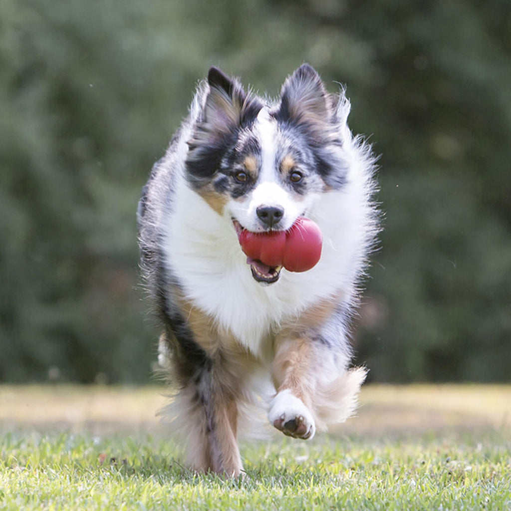 Classic Stuffable Natural Rubber Dog Toy I993933