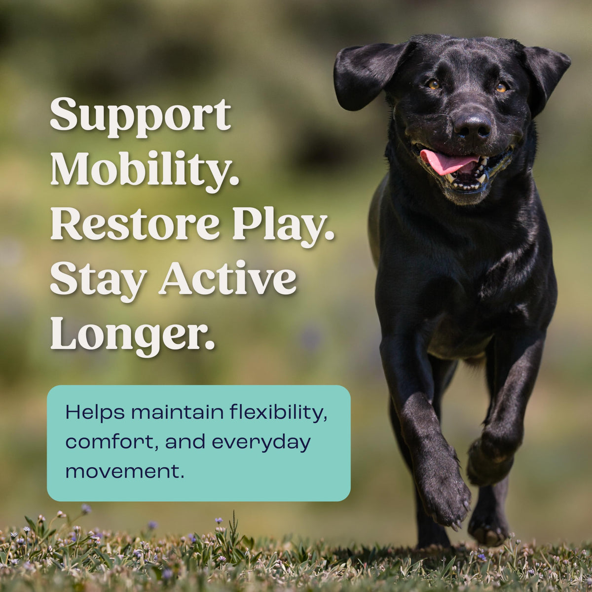 Liquid Joint and Mobility Supplement for Large Dogs N770197