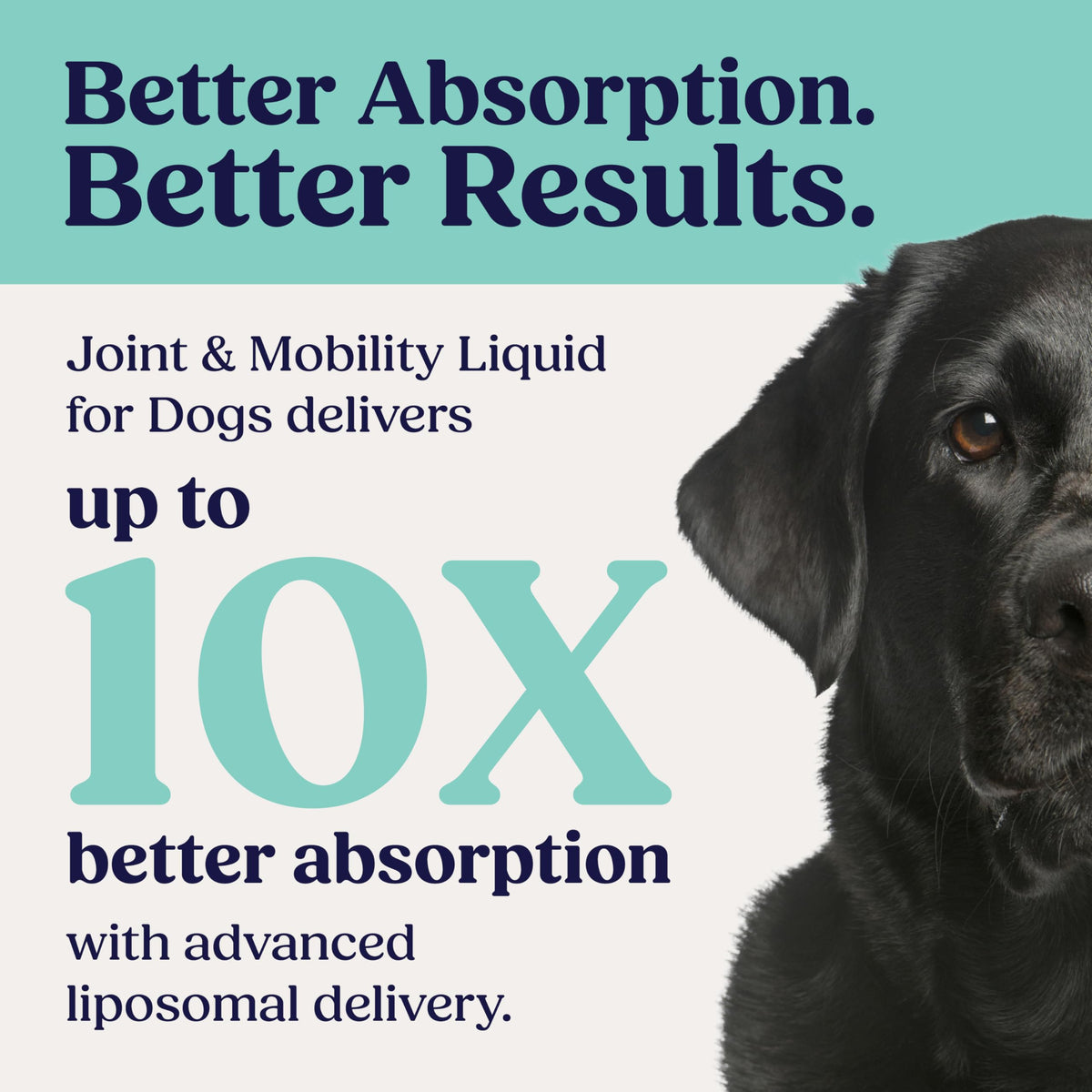 Liquid Joint and Mobility Supplement for Large Dogs N770197